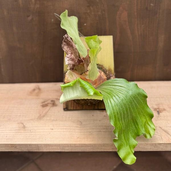 観葉植物：ビカクシダ コウモリラン エレファントティス 板付け