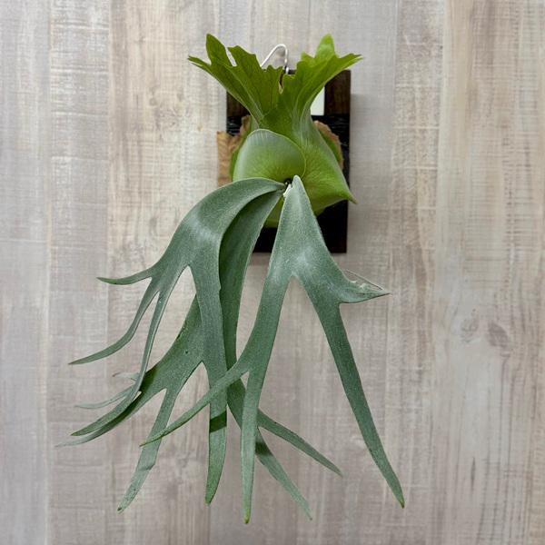 観葉植物：ウィリンキー コットンクラウド 板付け*ビカクシダ コウモリ
