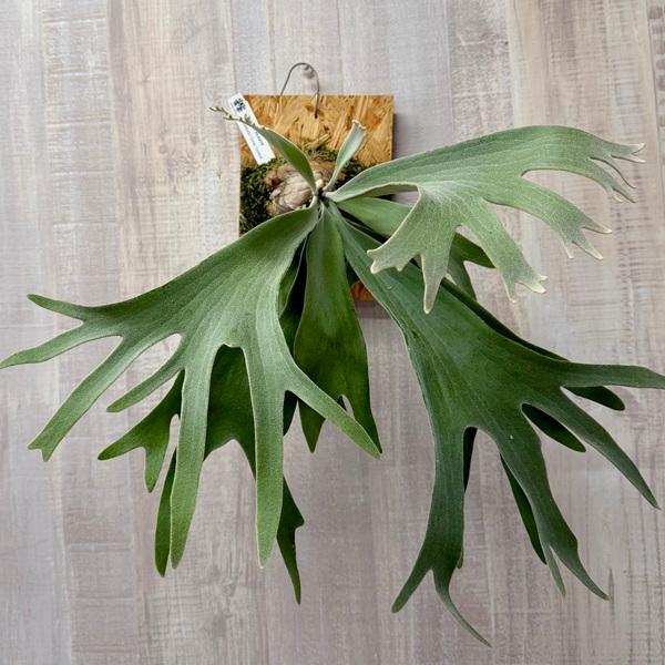 ビカクシダ　セルソタツタ　子株　コウモリラン 観葉植物：ウィリンキー セルソタツタ 板付け*ビカクシダ コウモリラン
