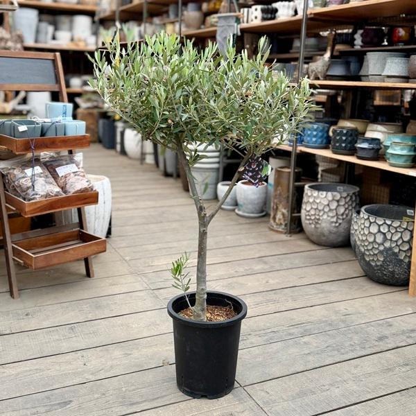 観葉植物：オリーブの木 シプレッシーノ 8号*現品5 SOUJU 創樹 そう