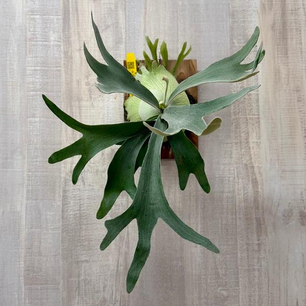 観葉植物：ビカクシダ コウモリラン ペドロタツタ 板付け*P. Pedro