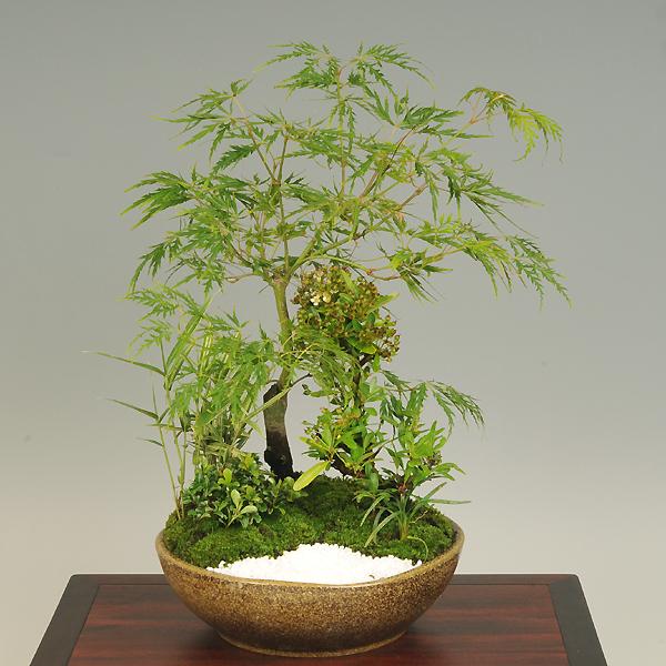 盆栽 青しだれもみじ寄せ 信楽焼鉢 Buyee Buyee Japanese Proxy Service Buy From Japan Bot Online