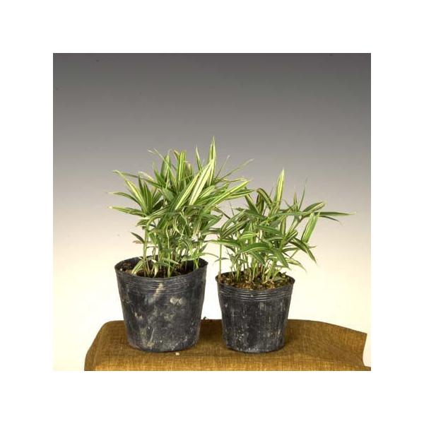 撮影日　7月　樹高：約８〜12cm位、3号ポット入り　 笹は繁殖力が旺盛の為、「子孫繁栄」を表すとされ、縁起が良いとされてきました。＊数量ものの為、写真と若干形状が異なる場合がございます。＊成長に伴い樹高が高くなっている場合があります。