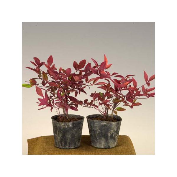 南天は名前から「難を転じる」という意味を表すとされ、縁起が良いとされてきました。冬の霜にあたることで、美しい赤色に変化します。撮影日　12月　樹高：約9cm、2.5号ポット入り　育て方説明書がご入用の方は、備考欄にお書き下さい。詳しい手入れ...