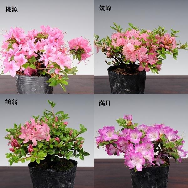 苗 深山霧島ツツジ 品種お選びください ミヤマキリシマ G0848v 遊恵盆栽 Yahoo 店 通販 Yahoo ショッピング