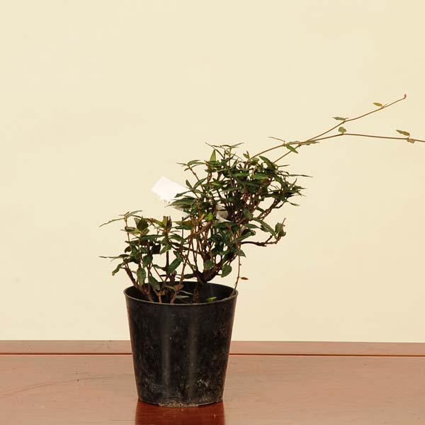 樹種：縮緬かずら(ちりめんかずら)撮影日　9月樹高：約10〜15ｃｍ　鉢径：7.5ｃｍ　 常緑樹。濃い緑色の葉が綺麗です。育て方説明書がご入用の方は、備考欄にお書き下さい。 詳しい手入れ方法を知りたい方は、メール等でお問い合わせ下さい。 ＊...