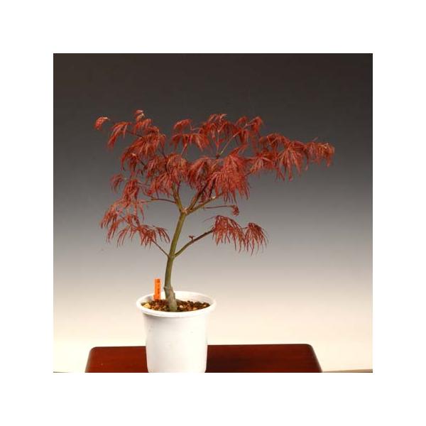 苗：紅しだれもみじ*この美しさは紅葉？違います 新緑です : 遊恵盆栽