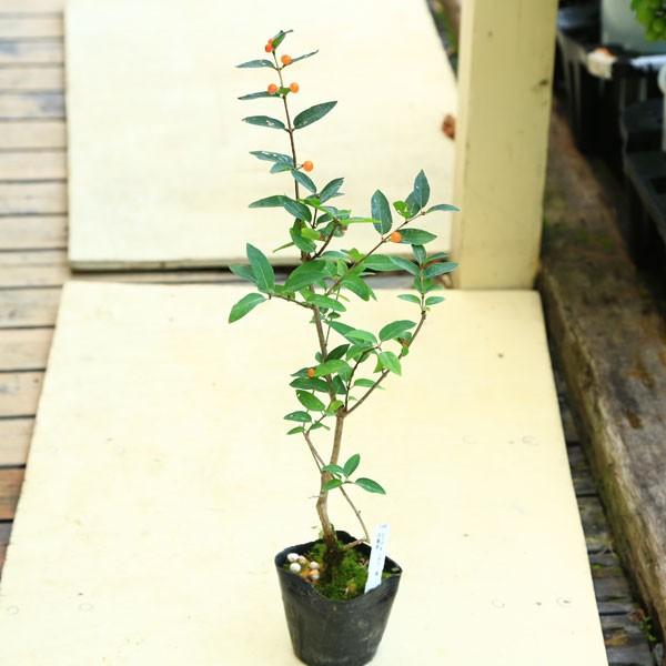 ヒョウタンボク盆栽です。引き取り限定。実付き 黒松、赤松、五葉松