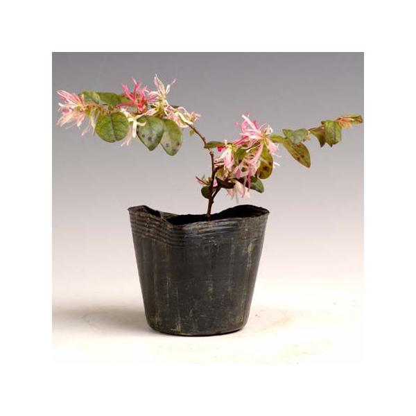 苗 トキワマンサク ときわまんさく 花吹雪 Buyee Buyee 提供一站式最全面最專業現地yahoo Japan拍賣代bid代拍代購服務bot Online