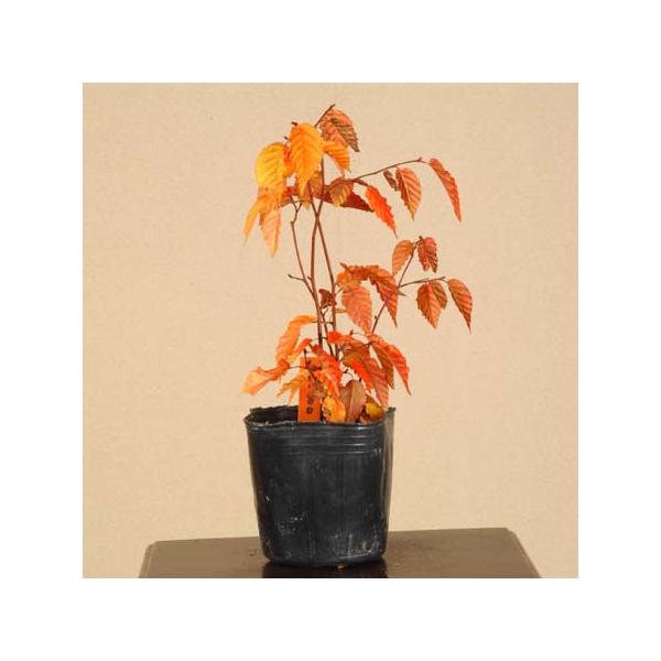 アカシデ　(赤芽ソロ)　　[模様木]　 大品盆栽 アカシデ (赤芽ソロ) [模様木] 大品盆栽 アカシデ (赤芽ソロ) [模様木