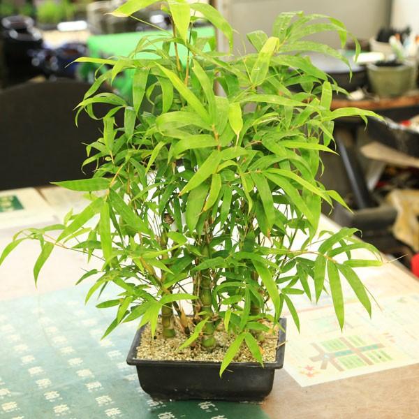 竹盆栽 大福竹 仏肚竹 ぶったんちくブッタンチク Buyee Buyee 提供一站式最全面最專業現地yahoo Japan拍賣代bid代拍代購服務bot Online