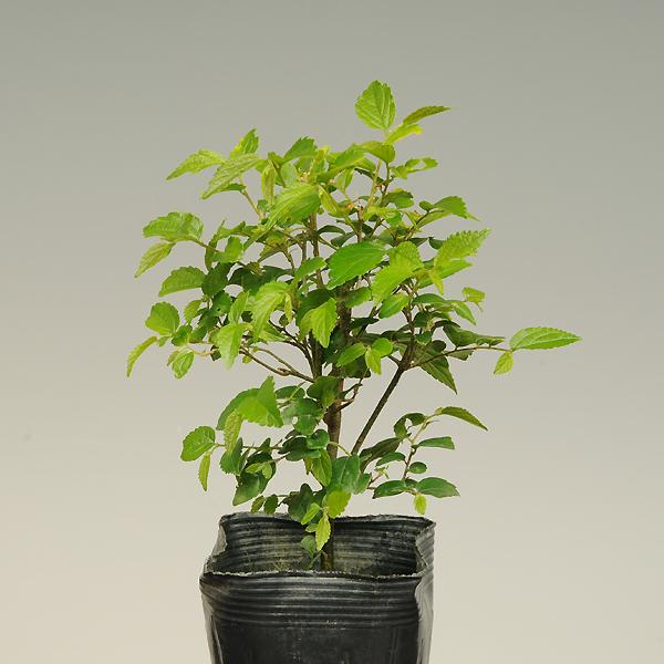 撮影日　6月・11月樹高：約14ｃｍ〜、7.5cm黒ポット ＊数量ものの為、写真と若干形状が異なる場合がございます。