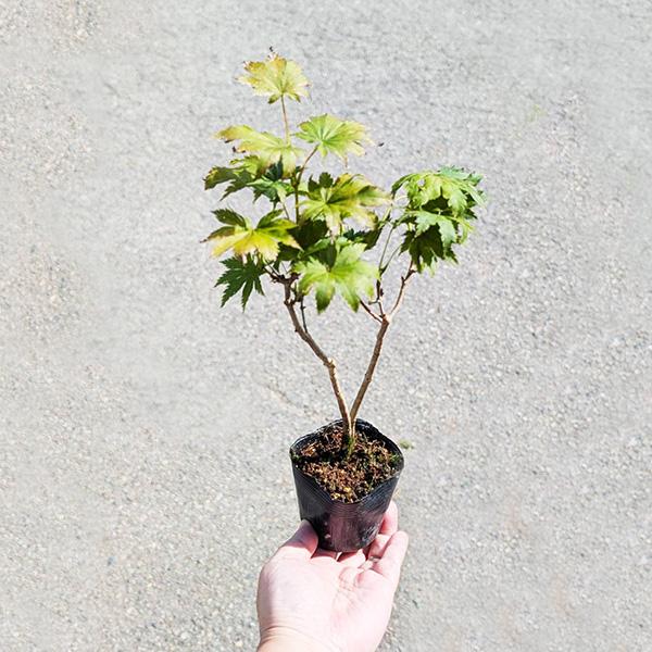 撮影：　9月樹高：約20ｃｍ〜（撮影時）　鉢径：約6.5ｃｍ(プラ鉢）＊数量ものの為、写真と若干形状が異なる場合がございます。＊育て方説明書がご入用の方は、備考欄にお書き下さい。 詳しい手入れ方法を知りたい方は、メール等でお問い合わせ下さい。