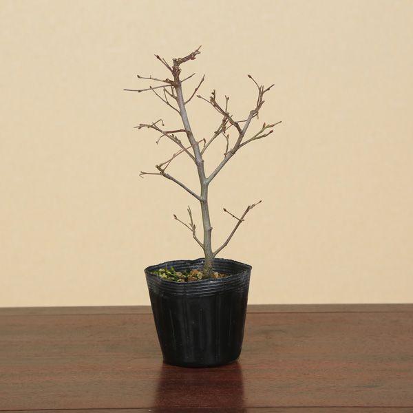 苗 赤芽ソロ 1本木 G1352 遊恵盆栽 Yahoo 店 通販 Yahoo ショッピング