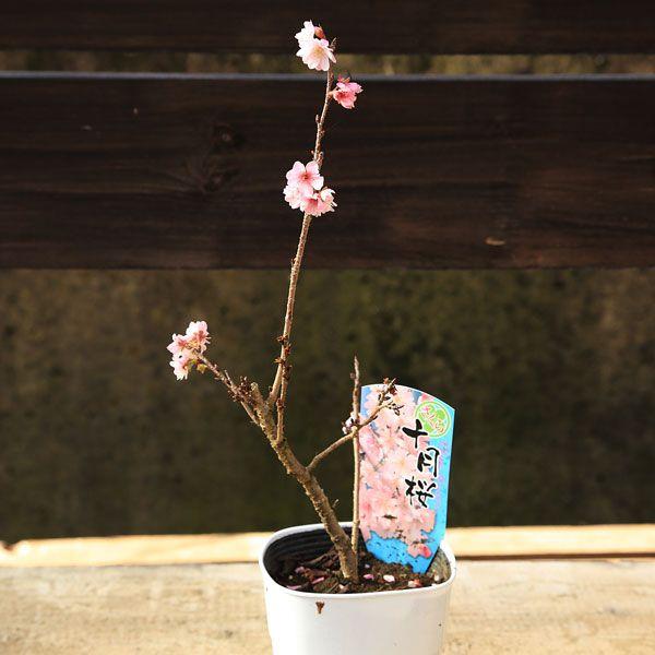 盆栽素材 苗 十月桜 じゅうがつさくら 鉢に植え替えサービスもあり G1360 遊恵盆栽 Yahoo 店 通販 Yahoo ショッピング