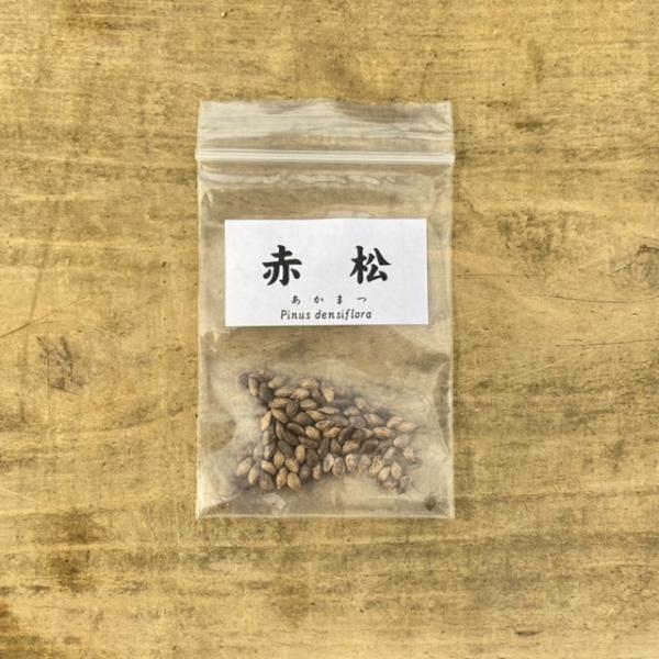 遊恵盆栽：種子 赤松*あかまつ アカマツ : 遊恵盆栽 Yahoo!店 - 通販