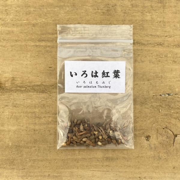 今年度、長野県で採取できたものを当店で詰めたもので、袋は透明のビニール袋です。 *蒔き方などの注意事項を記載した説明書をおつけします。約2ｍｌ（約40〜50粒） 　　配送　　追跡可能メール便での発送の場合、配達ご希望日時がご指定できません。...