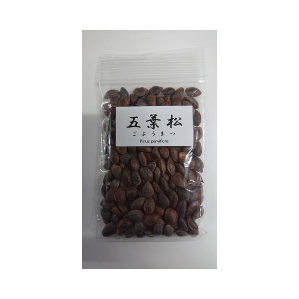 遊恵盆栽：五葉松種子【大容量】*【区分A】ごようまつ ゴヨウマツ