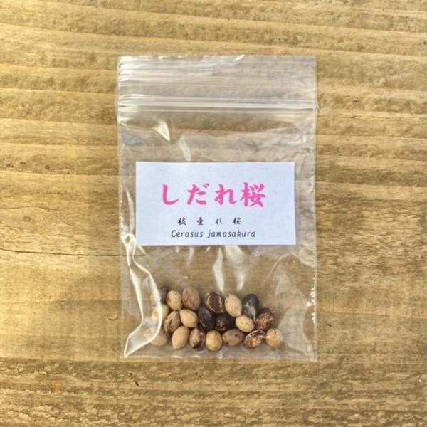 しだれ桜 種子 G1387 40 遊恵盆栽 Yahoo 店 通販 Yahoo ショッピング