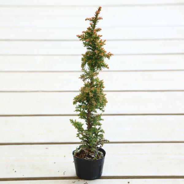 樹種：八房杉　瑞寿杉(すぎ・スギ)　撮影日：3月樹高：約32ｃｍ　鉢径：9ｃｍ常緑樹。葉が細かい品種です。＊数量ものの為、写真と若干形状が異なる場合がございます。