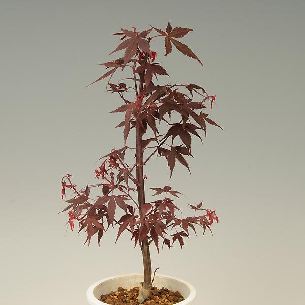 もみじコレクション17 ミレニアムレッド 接木苗 6号鉢 5年物 全長110cm もみじコレクション17 ミレニアムレッド 接木苗 6号鉢 5年物 全長110cm