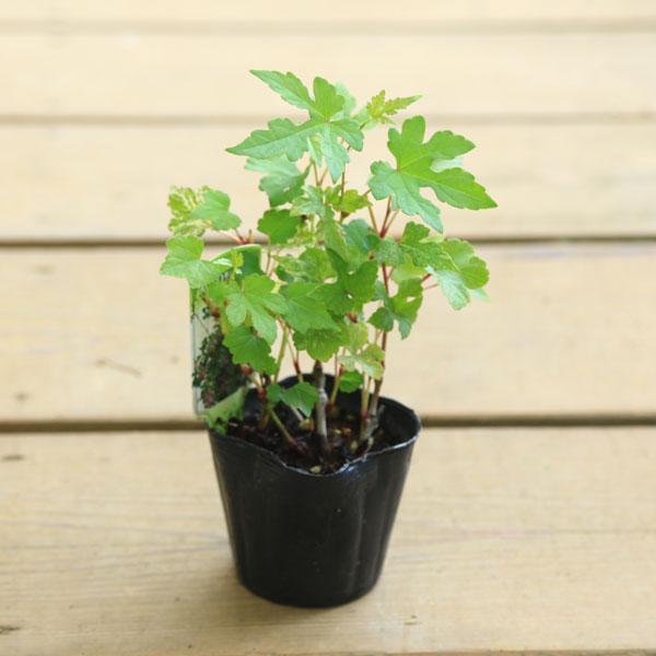 苗：斑入り野葡萄撮影日：8月全国に自生するノブドウの斑入り葉品種です。白色、緑色、ピンク色と多彩なカラーリーフとして重宝されます。もちろん秋にはノブドウの実が楽しめます。＊数量ものの為、写真と若干形状が異なる場合がございます。＊季節により状...