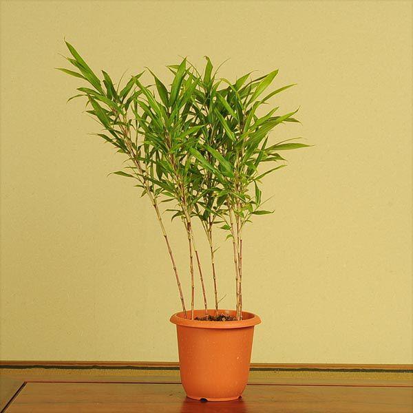 縁起物：朱竹・紅寒竹 オレンジポット* : 遊恵盆栽 Yahoo!店