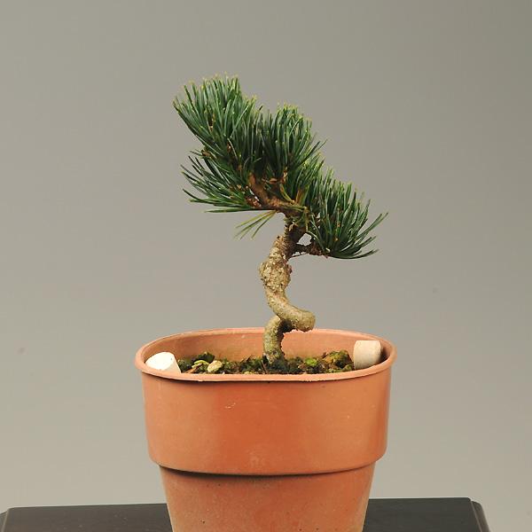 苗：那須五葉松（立性） : 遊恵盆栽 Yahoo!店 - 通販 - Yahoo!ショッピング