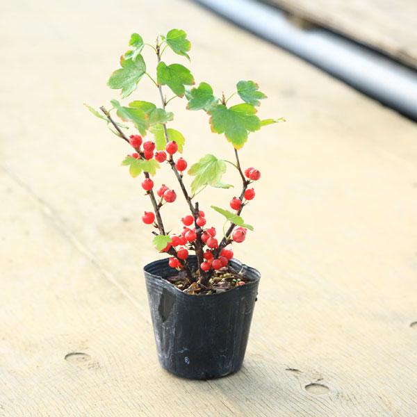 樹種：ヤブサンザシ撮影：赤実11月　緑実8月樹高：約20ｃｍ　鉢径：約9ｃｍ落葉樹。まだ若木なので、実がない場合もございます。＊数量ものの為、写真と若干形状が異なる場合がございます。＊成長とともに樹高・枝ぶりは変化します。