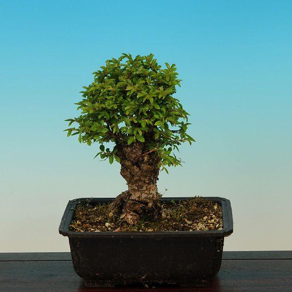 苗：ニレケヤキ(極太）* : 遊恵盆栽 Yahoo!店 - 通販 - Yahoo!ショッピング