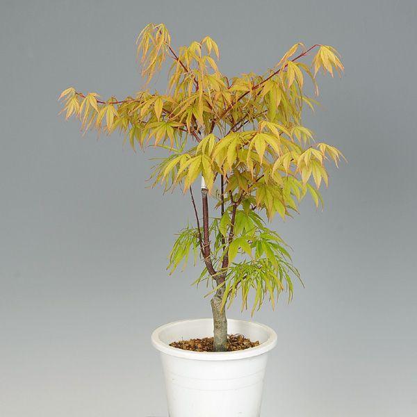 苗：もみじ（青七五三もみじ）* : 遊恵盆栽 Yahoo!店 - 通販