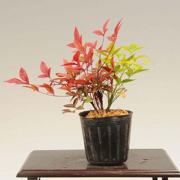 樹種：赤南天＆白南天撮影日：12月　樹高：約10ｃｍ　鉢径：7.5ｃｍ常緑樹。冬の寒さにあたると、色が鮮やかになります。春前に古い葉が落ちて、新しい葉に変わります。春から秋まで、葉の色は緑色となります。＊数量ものの為、写真と若干形状が異なる...