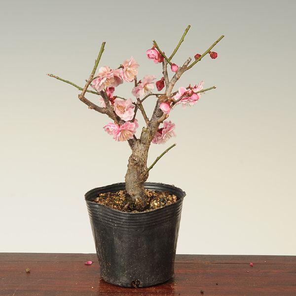 小品盆栽素材：紅梅(新平家) : 遊恵盆栽 Yahoo!店 - 通販 - Yahoo
