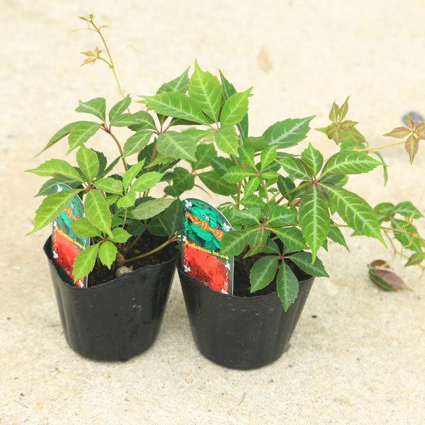 苗：ヘンリーヅタ2個セット ヘンリー蔦 つた : 遊恵盆栽 Yahoo!店
