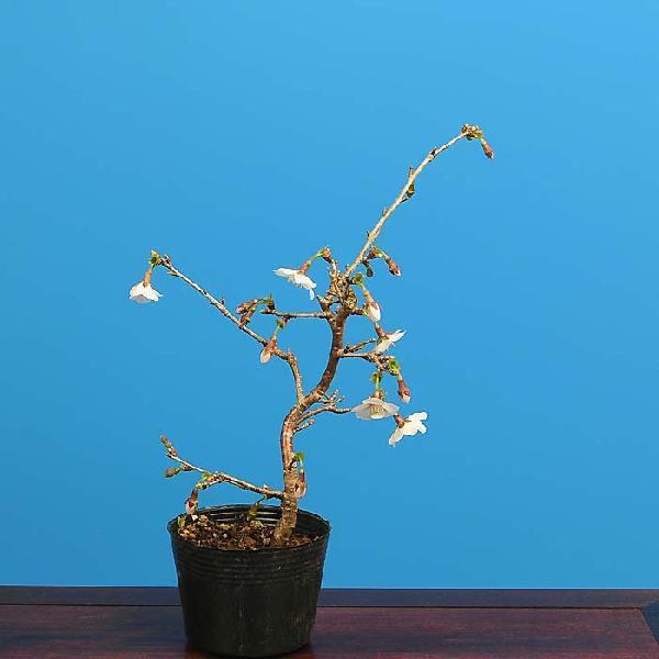盆栽素材 苗：富士桜（桃源桜） : 遊恵盆栽 Yahoo!店 - 通販 - Yahoo