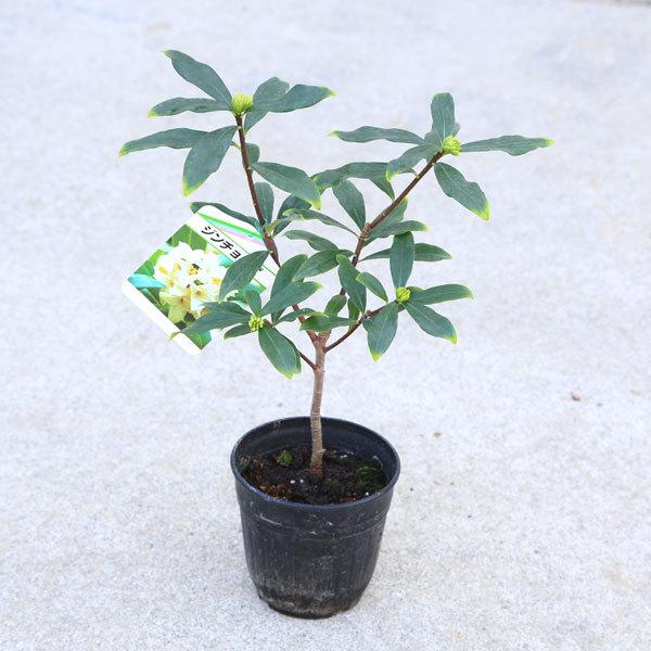苗 沈丁花 白花 G1679 遊恵盆栽 Yahoo 店 通販 Yahoo ショッピング