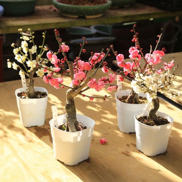 苗：梅（3.5号・4号 角プラポット） : 遊恵盆栽 Yahoo!店 - 通販