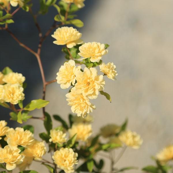 苗 モッコウバラ 黄花 Buyee Buyee Japanese Proxy Service Buy From Japan Bot Online