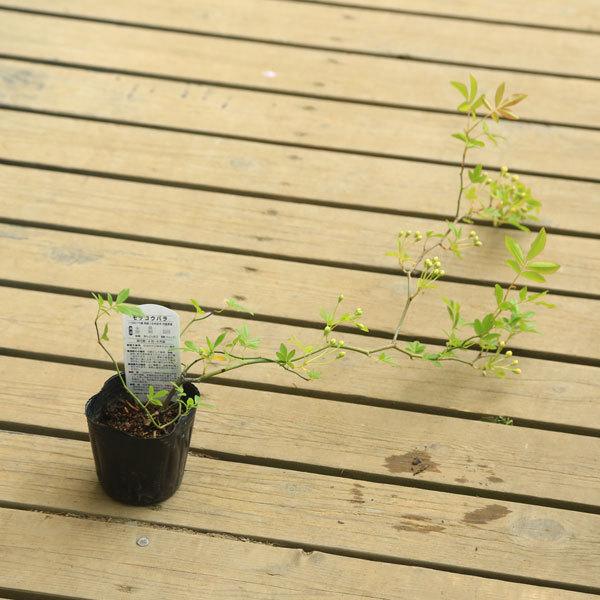 苗 モッコウバラ 黄花 Buyee Buyee Japanese Proxy Service Buy From Japan Bot Online