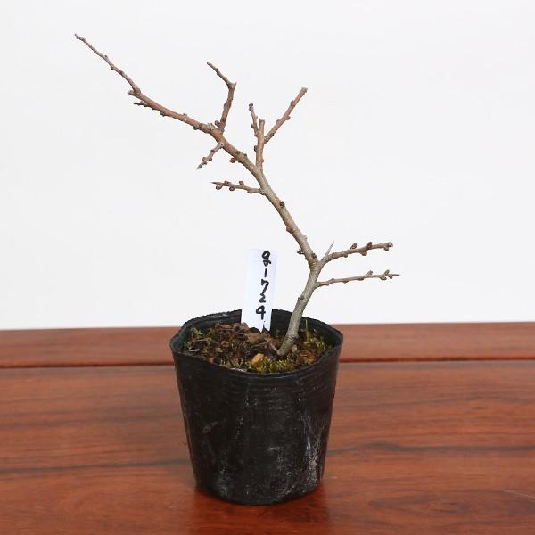 苗：白花長寿梅(小)