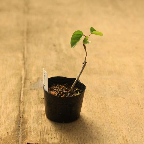 樹種：青つづらふじ（雄木）撮影日：10月樹高：約7〜10ｃｍ　鉢径：約7.5ｃｍ　落葉樹。授粉用にどうぞ。＊数量ものの為、写真と若干形状が異なる場合がございます。