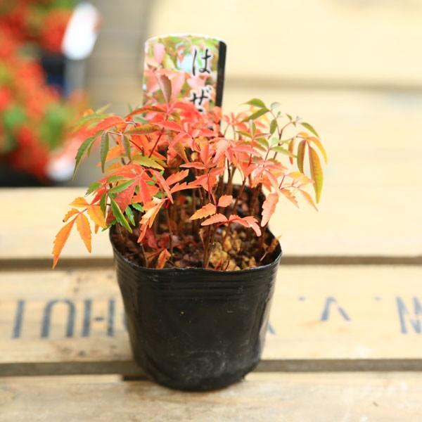 樹種：櫨寄せ(はぜ・ハゼ）　撮影日：11月　落葉樹。紅葉が綺麗な樹種です。樹高：約5〜15ｃｍ　鉢径：約9ｃｍ(プラスチック鉢)　＊数量ものの為、写真と若干形状が異なる場合がございます。＊鉢の形状・色は異なることもあります。＊冬季は落葉した...