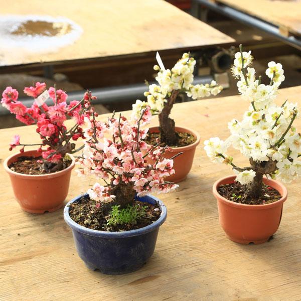 苗 梅苗 紅梅 白梅 品種いろいろ Buyee Buyee 提供一站式最全面最專業現地yahoo Japan拍賣代bid代拍代購服務bot Online