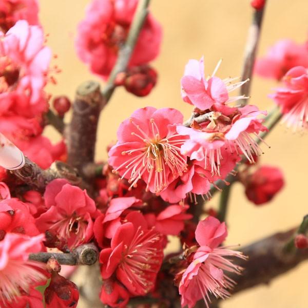 苗 梅苗 紅梅 白梅 品種いろいろ Buyee Buyee 提供一站式最全面最專業現地yahoo Japan拍賣代bid代拍代購服務bot Online