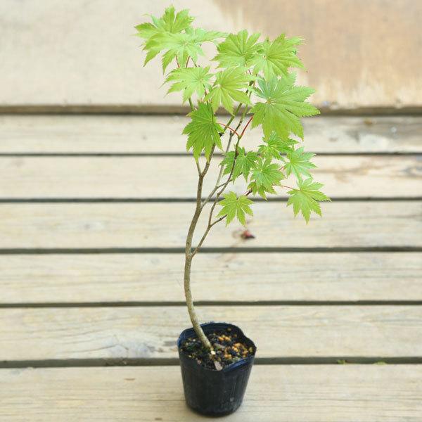 苗：ハウチワカエデ*はうちわかえで/羽団扇楓 : 遊恵盆栽 Yahoo
