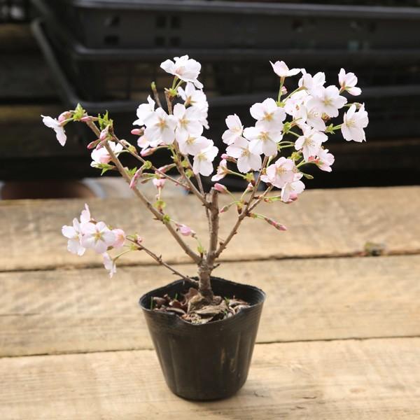 盆栽素材　苗：御殿場桜・太（ごてんばさくら）*鉢に植え替えサービスもあり　サクラ