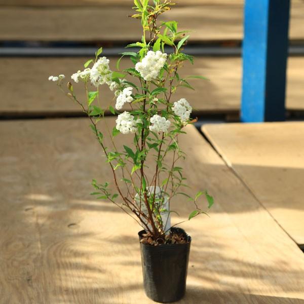 苗 八重咲こでまり コデマリ G1843 遊恵盆栽 Yahoo 店 通販 Yahoo ショッピング