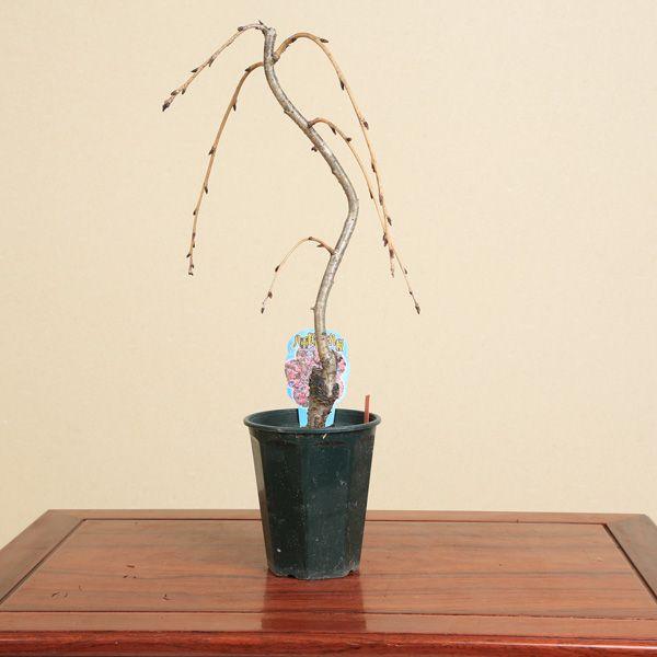 樹種：八重咲枝垂桜（やえさきしだれさくら）撮影日：1月樹高：約36ｃｍ　幅：約20ｃｍ　鉢径：約13ｃｍ(プラスティック深鉢）豪華な八重の桜が楽しめます。花期は4月中旬〜5月上旬です。＊お届けの苗は若木の為、花が少ない又は葉芽しかない場合も...