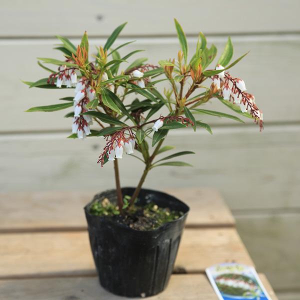 6800円　琉球アセビ 楽天市場】琉球アセビ(リュウキュウアセビ) 5号鉢植え 苗木 白花(e11