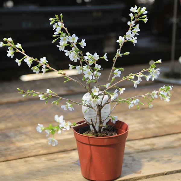 盆栽素材 苗:緑桜*(みどりざくら みどり桜)白花富士桜 6号 盆栽素材 苗:緑桜*(みどりざくら みどり桜)白花富士桜 6号